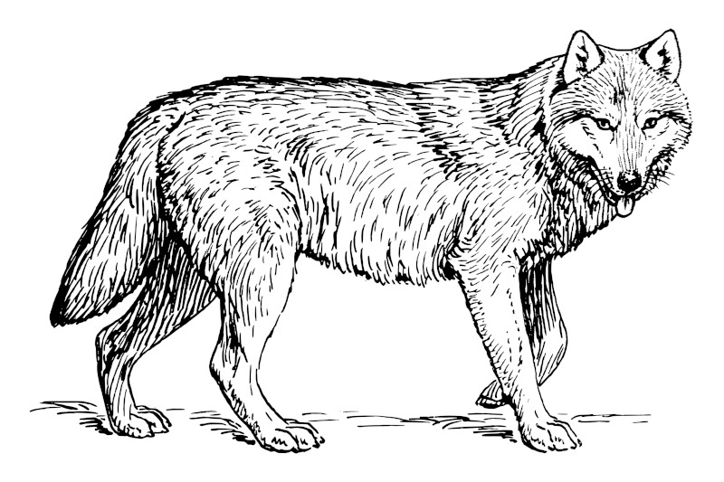 Wolf Line Illustration
